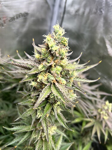 Nahaufnahme eines Cannabis-Buds in der späten Blütephase mit sichtbaren Trichomen und gelblichen Stigmen.