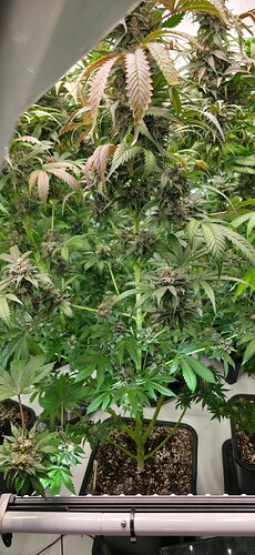 Growreport Bild 19
