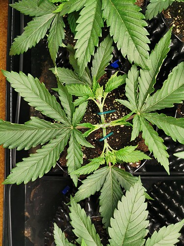 Growreport Bild 13