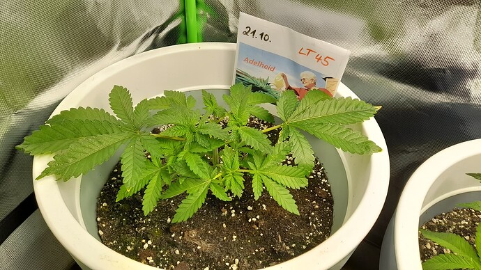 Growreport Bild 1