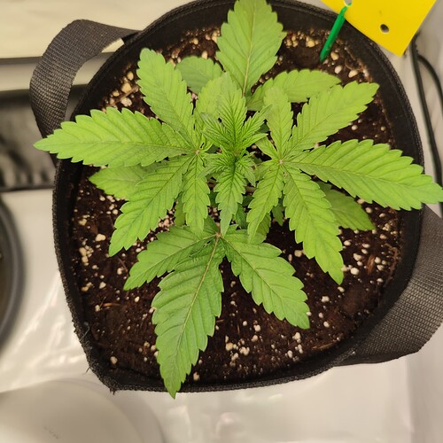 Growreport Bild 17