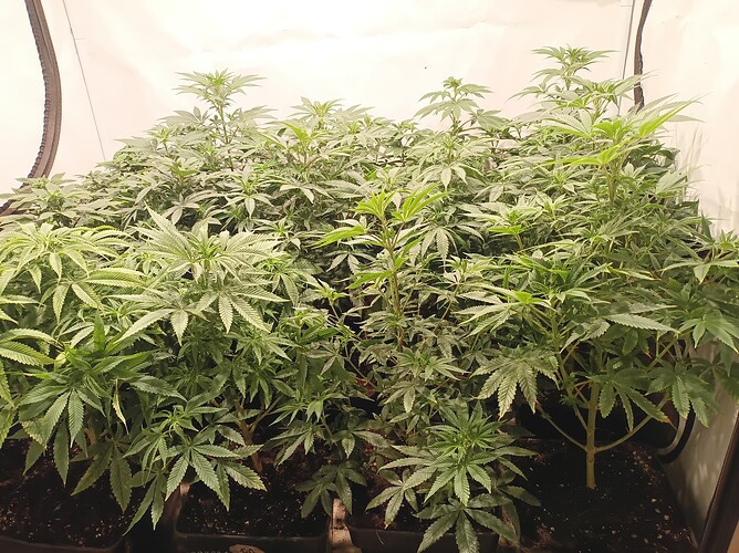 Growreport Bild 1