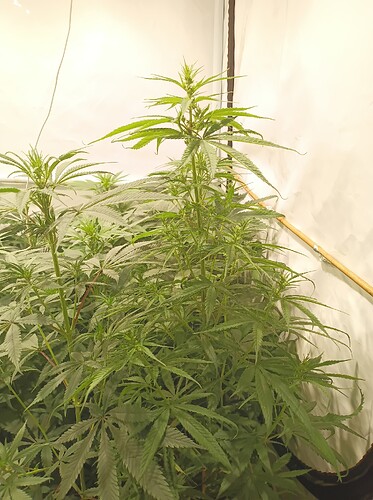 Growreport Bild 30