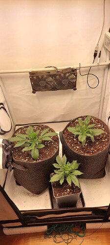 Growreport Bild 13