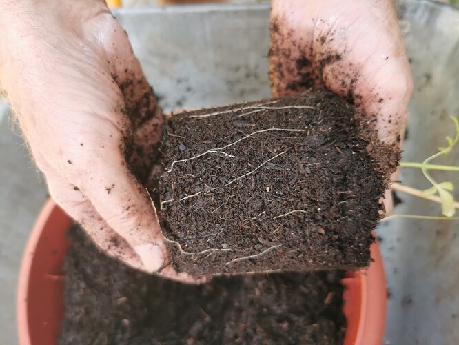 Growreport Bild 2