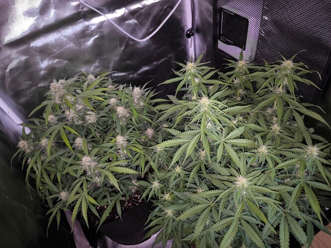 Growreport Bild 7