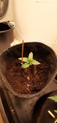 Growreport Bild 20