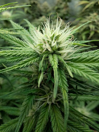 Growreport Bild 4