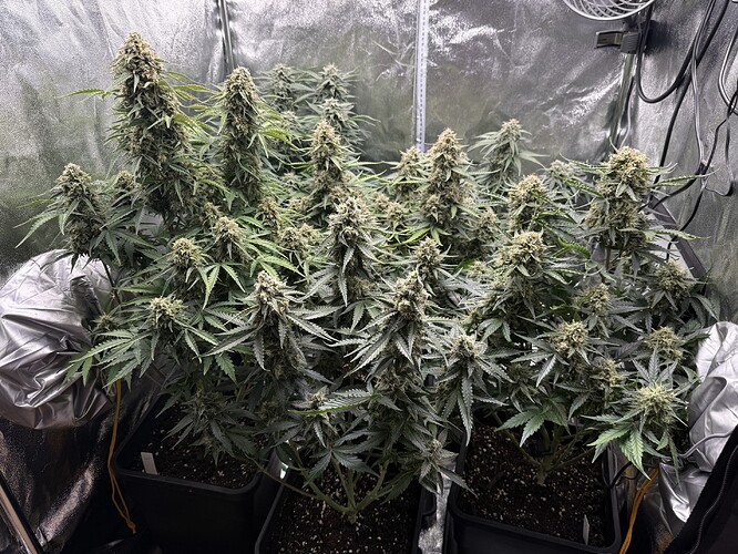 Growreport Bild 19