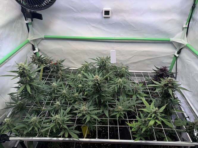 Growreport Bild 41