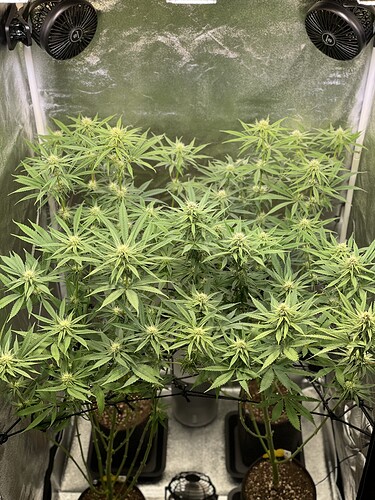 Growreport Bild 1