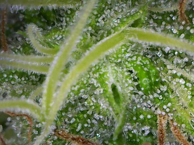 Growreport Bild 28