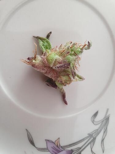 Growreport Bild 15