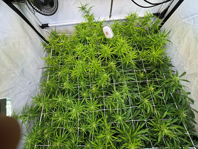 Growreport Bild 2