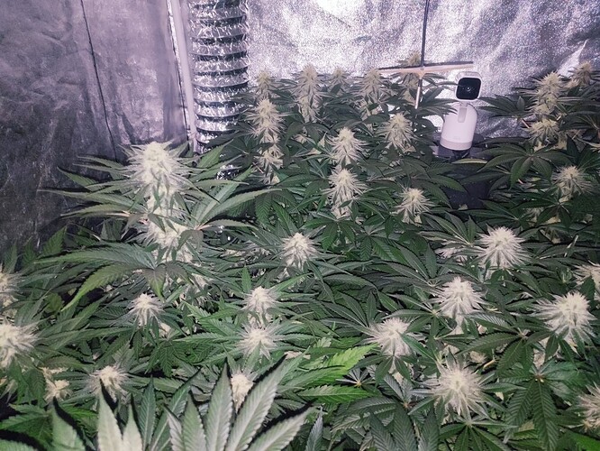 Growreport Bild 65