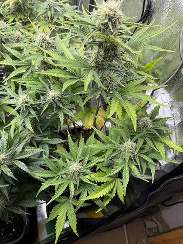 Growreport Bild 3