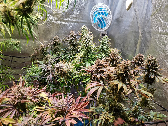 Mehrere blühende Cannabispflanzen in einem Zelt, mit einem Ventilator im Hintergrund.
