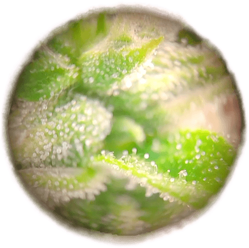 Growreport Bild 6