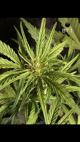Growreport Bild 39