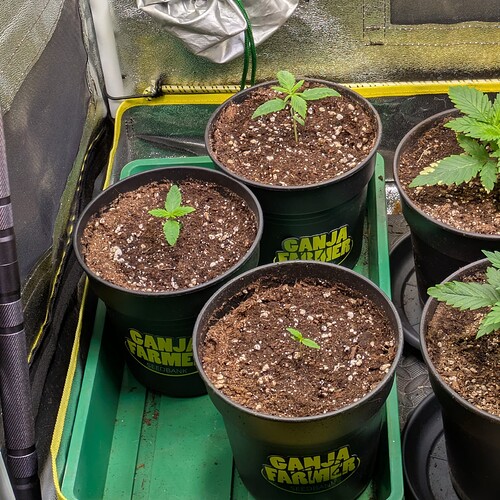 Drei junge Cannabis-Sämlinge in schwarzen Töpfen mit Ganja Farmer Logo in einem Growzelt.