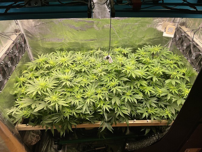 Eine Growbox mit vielen jungen Cannabispflanzen, die sich dicht aneinanderreihen. Lüfter sind an den Seitenwänden montiert und eine Wachstumslampe hängt von der Decke.