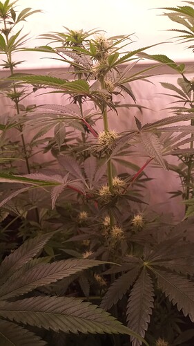 Growreport Bild 18