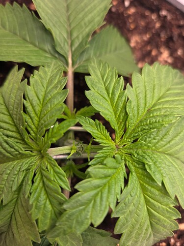 Growreport Bild 1