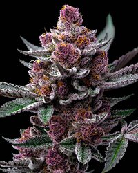 Growreport Bild 2