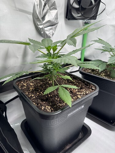 Growreport Bild 2
