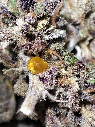 Growreport Bild 16
