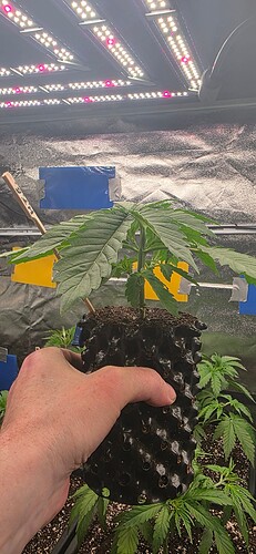 Growreport Bild 7