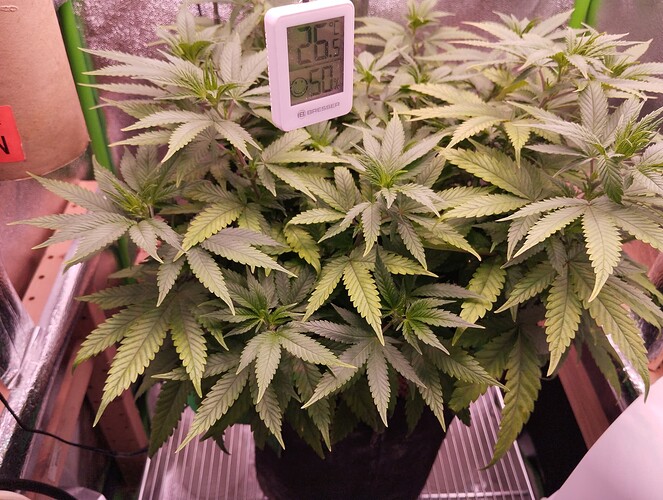 IMG_20241117_180134 - Kopie