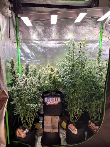 Growreport Bild 1