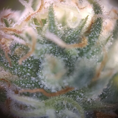 Growreport Bild 47