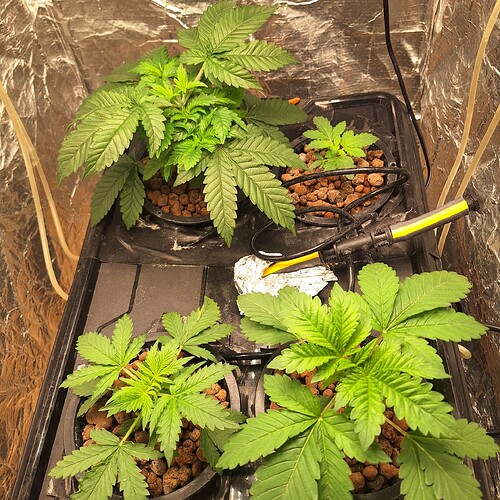 Vier junge Cannabispflanzen in einem Hydrokultur-System mit Blähton.
