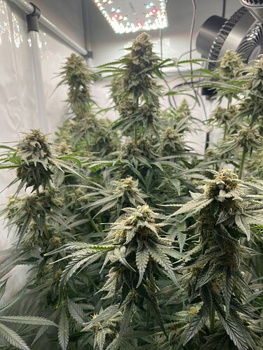 Growreport Bild 2