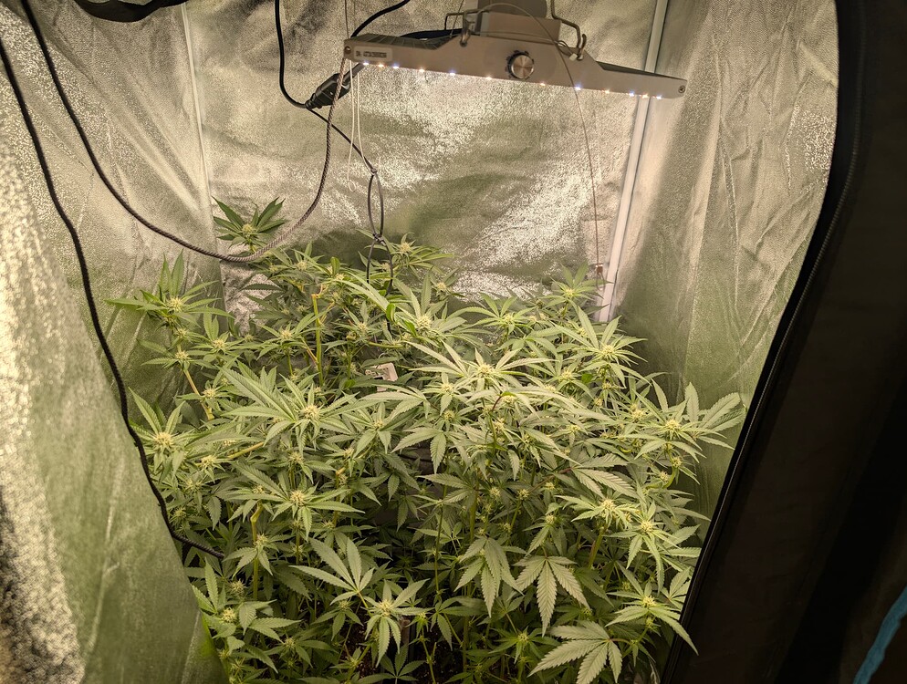 Grow Nr. 5 NO TILL // Dantes Inferno //Zoap// Permanent Marker//Black Zesty//Broken Dreams//Punch Berry RB3//
