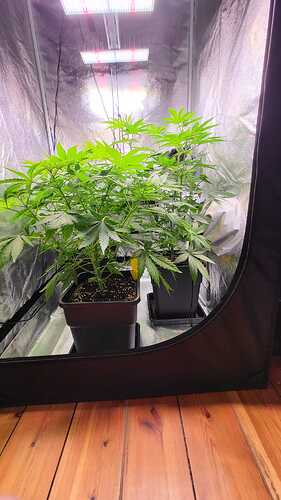 Growreport Bild 9