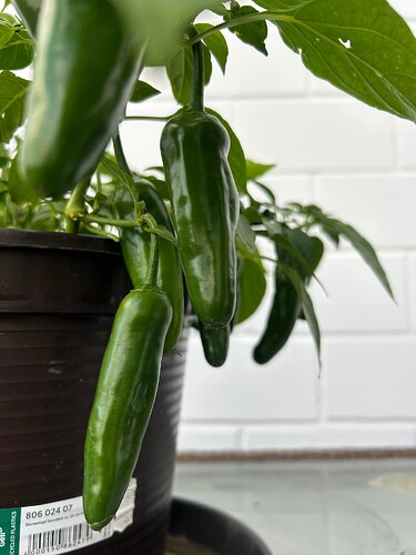 Growreport Bild 54