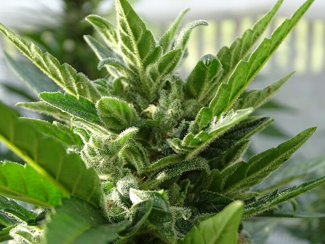 Growreport Bild 15
