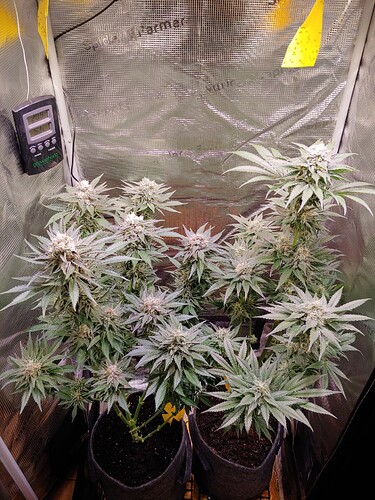 Growreport Bild 21