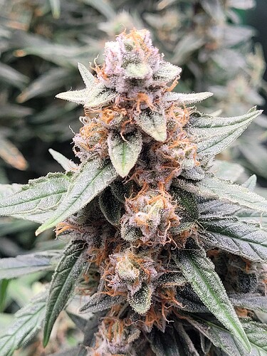 Growreport Bild 8