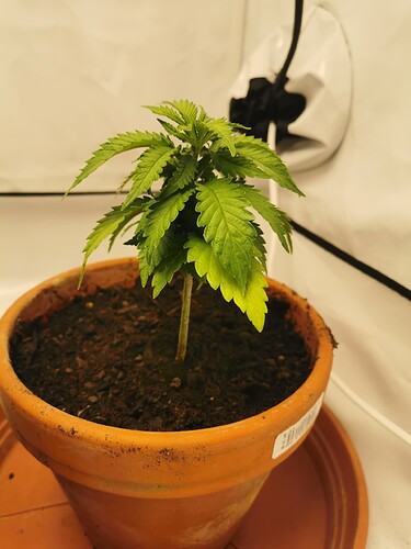 Growreport Bild 27