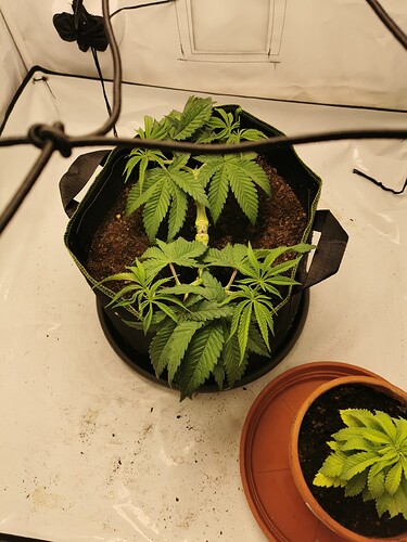 Growreport Bild 5