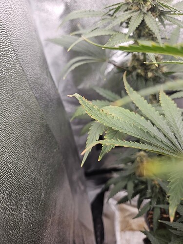 17266874973314553912318788548945