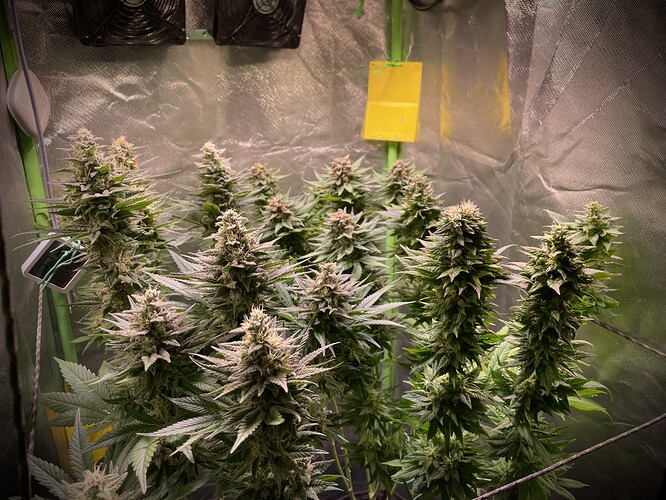 Growreport Bild 5