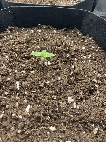 Growreport Bild 5