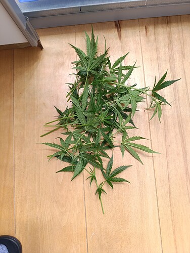 Growreport Bild 49