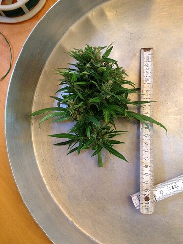Growreport Bild 5