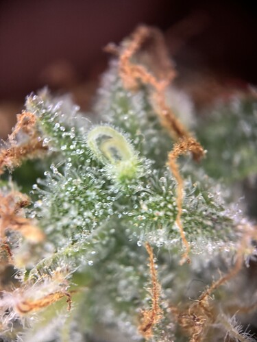 Growreport Bild 83